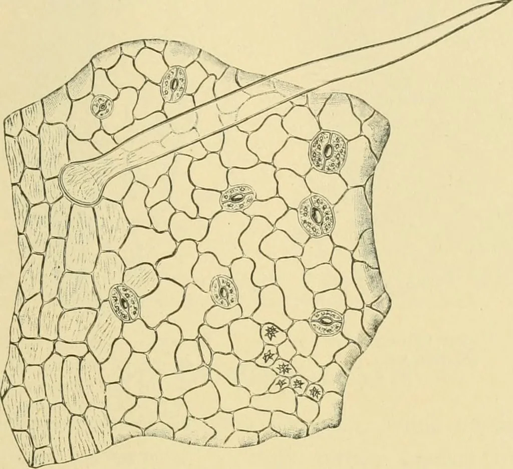 An illustration from The microscopy of vegetable foods, 1906, leaf 490