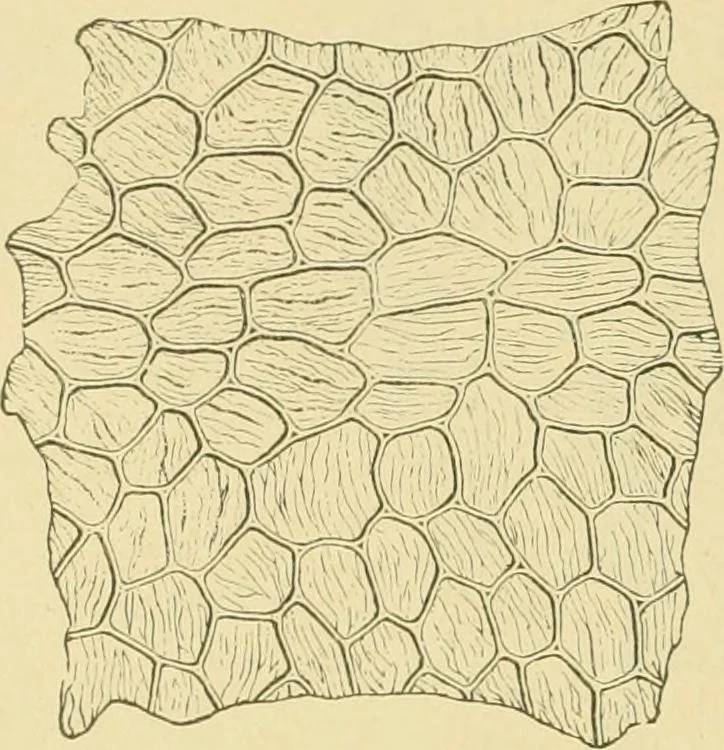 An illustration from The microscopy of vegetable foods, 1906, leaf 491