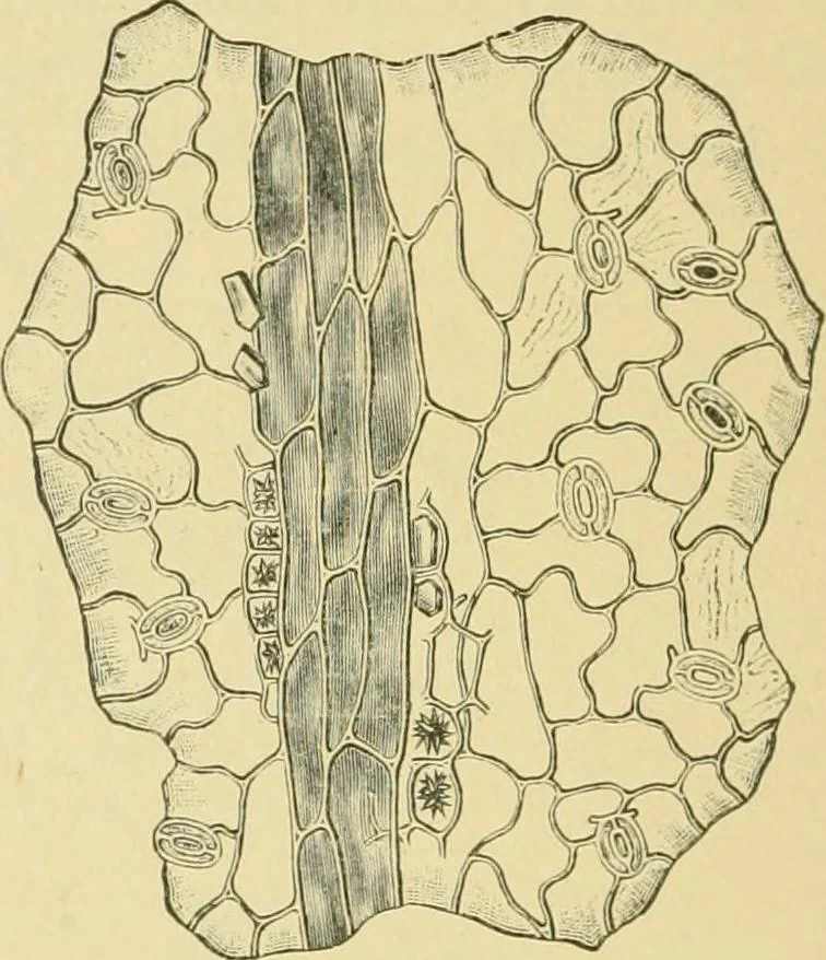 An illustration from The microscopy of vegetable foods, 1906, leaf 491