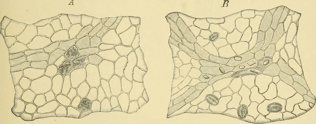 An illustration from The microscopy of vegetable foods, 1906, leaf 492