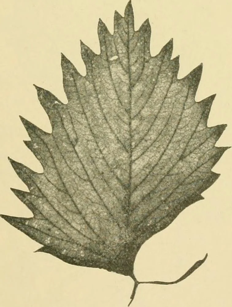 An illustration from The microscopy of vegetable foods, 1906, leaf 492