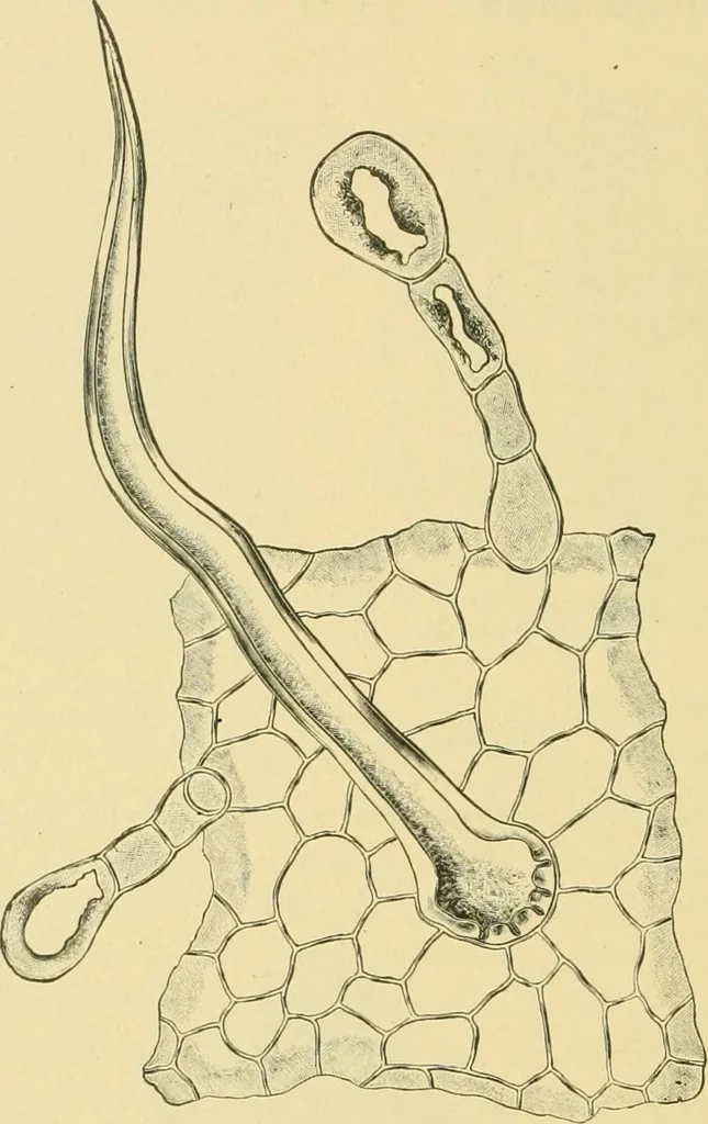 An illustration from The microscopy of vegetable foods, 1906, leaf 493