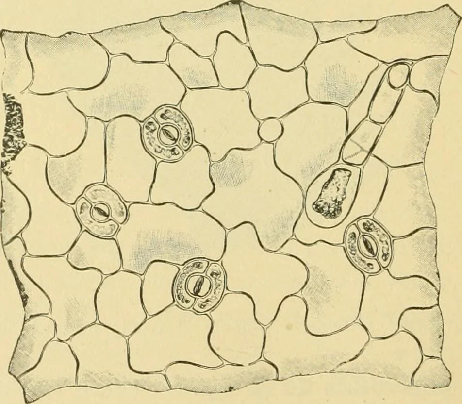 An illustration from The microscopy of vegetable foods, 1906, leaf 493