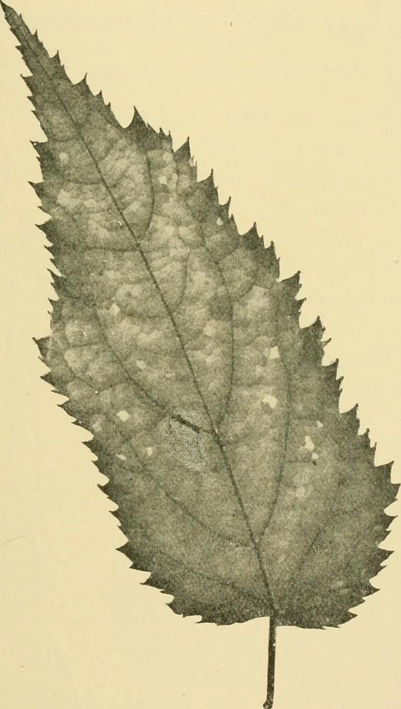An illustration from The microscopy of vegetable foods, 1906, leaf 494