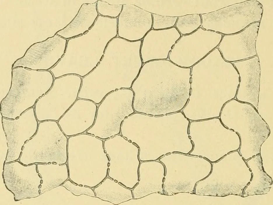 An illustration from The microscopy of vegetable foods, 1906, leaf 495