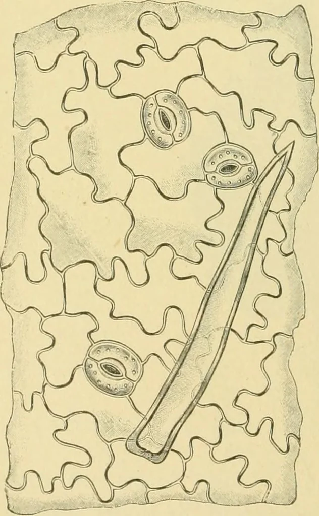 An illustration from The microscopy of vegetable foods, 1906, leaf 495