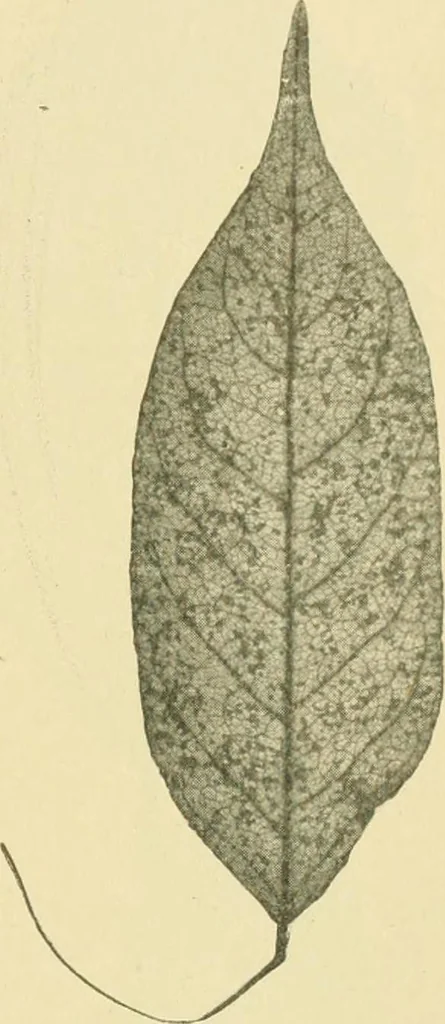 An illustration from The microscopy of vegetable foods, 1906, leaf 496
