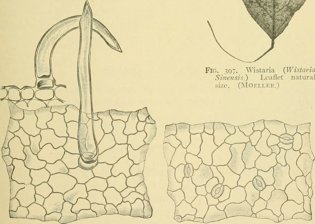 An illustration from The microscopy of vegetable foods, 1906, leaf 496