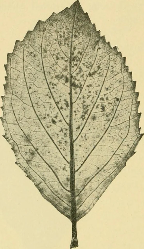 An illustration from The microscopy of vegetable foods, 1906, leaf 497