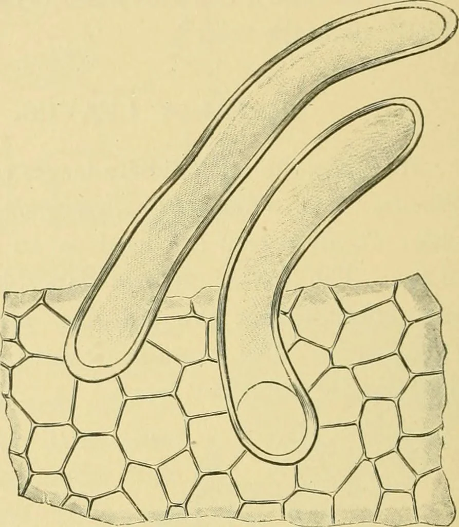 An illustration from The microscopy of vegetable foods, 1906, leaf 497