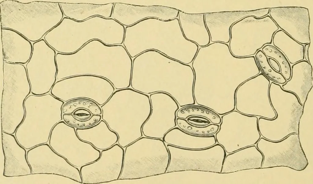 An illustration from The microscopy of vegetable foods, 1906, leaf 497