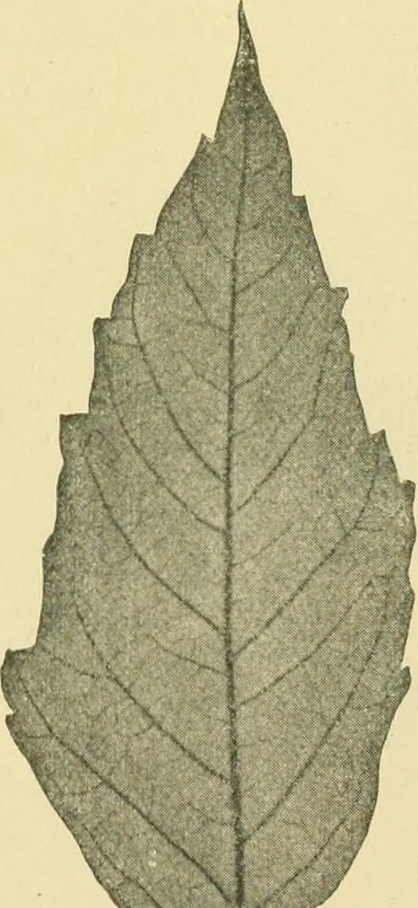An illustration from The microscopy of vegetable foods, 1906, leaf 498