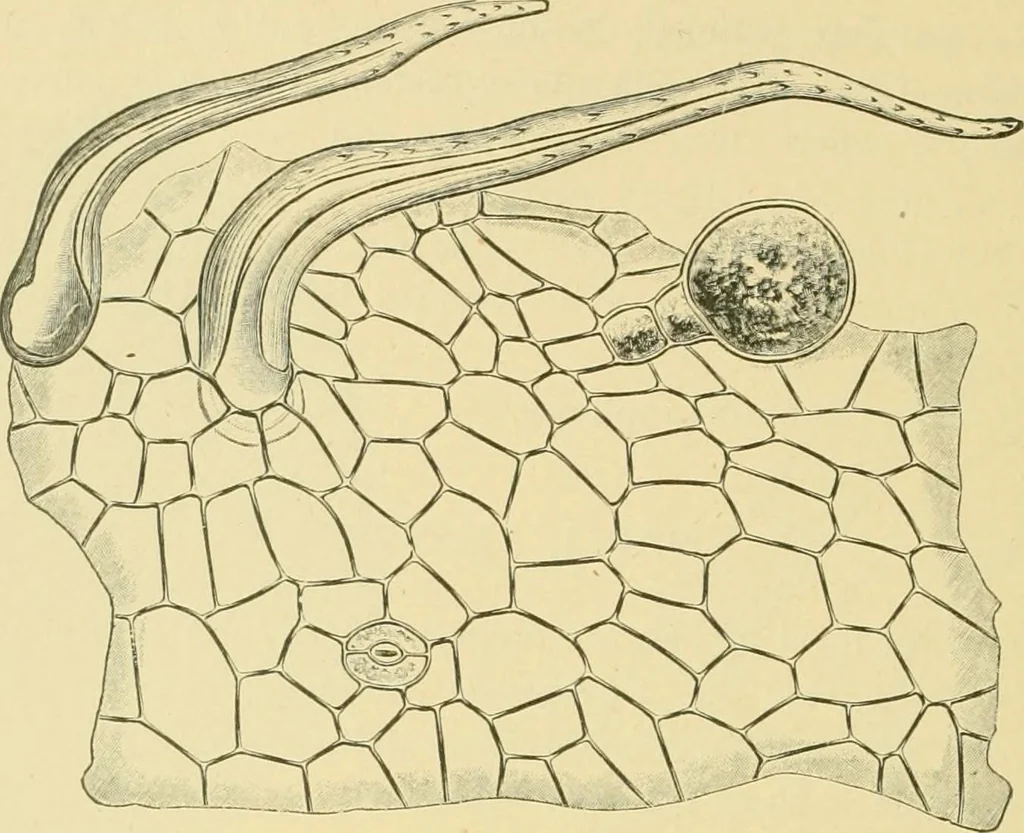 An illustration from The microscopy of vegetable foods, 1906, leaf 499