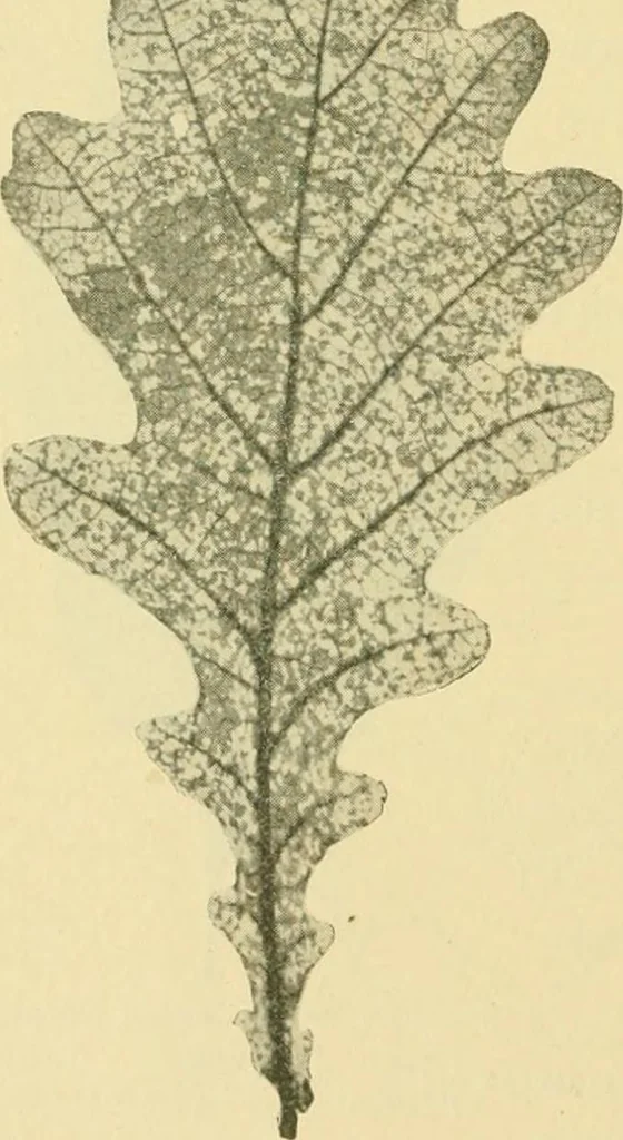 An illustration from The microscopy of vegetable foods, 1906, leaf 499