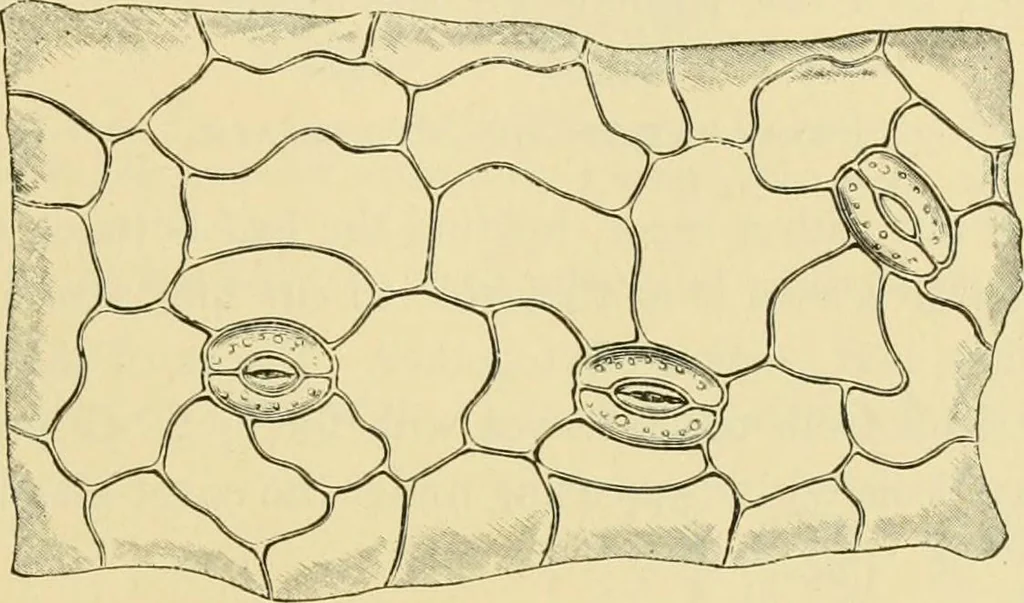 An illustration from The microscopy of vegetable foods, 1906, leaf 50