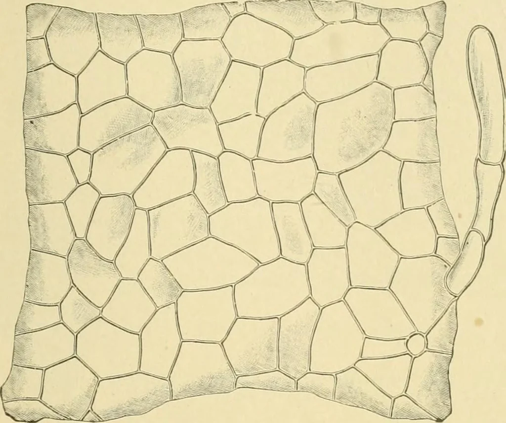 An illustration from The microscopy of vegetable foods, 1906, leaf 500