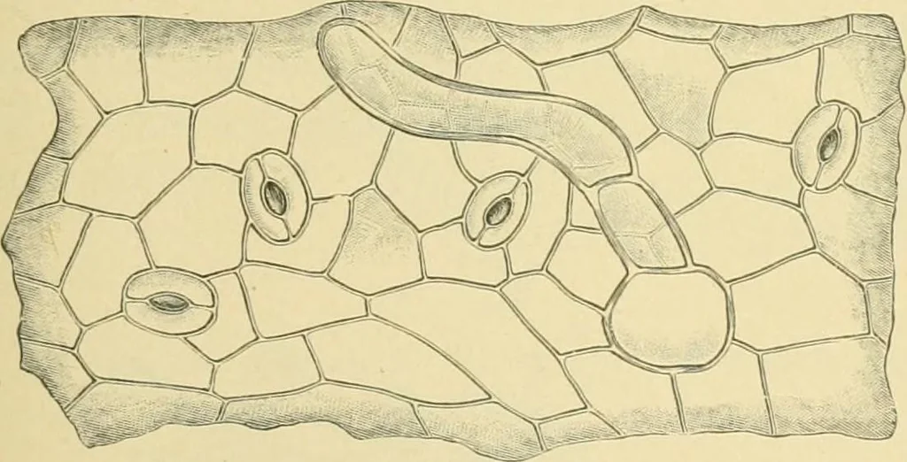 An illustration from The microscopy of vegetable foods, 1906, leaf 500