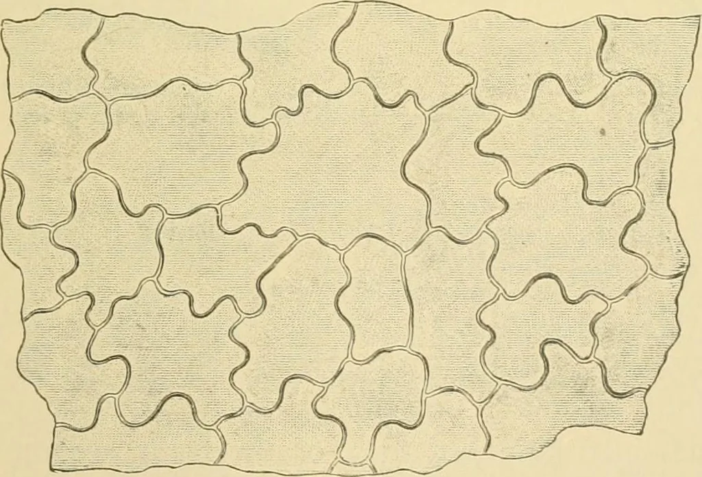 An illustration from The microscopy of vegetable foods, 1906, leaf 500