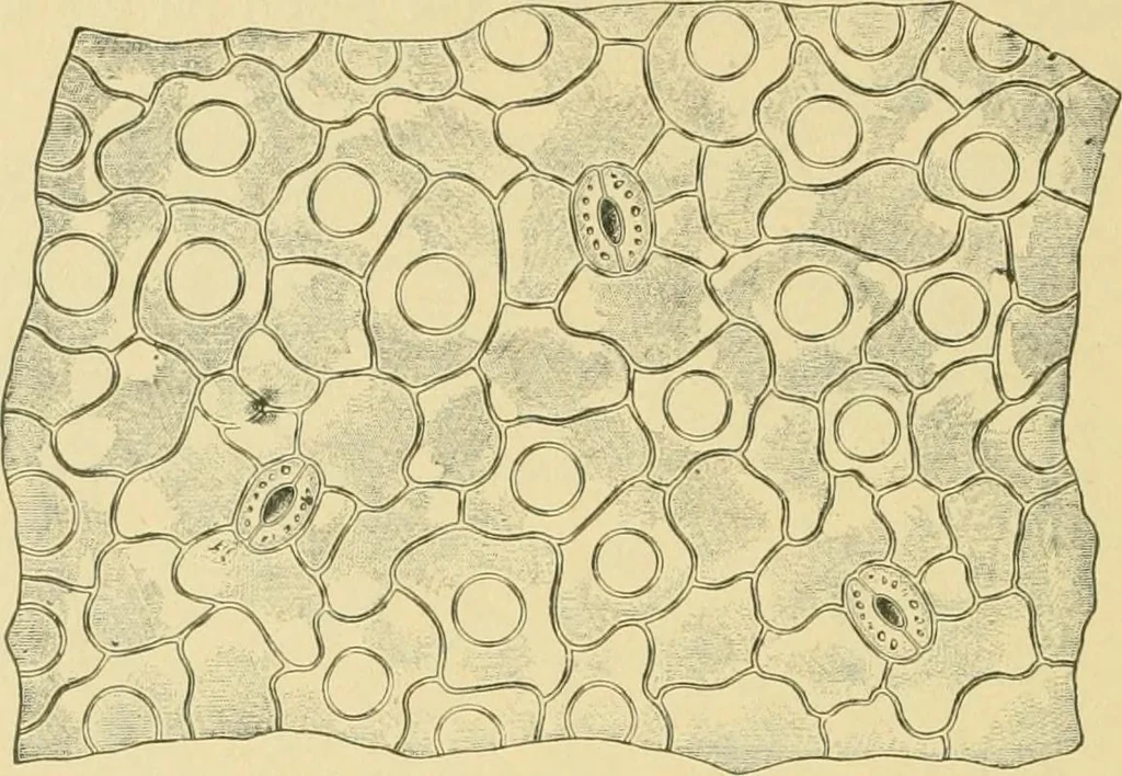 An illustration from The microscopy of vegetable foods, 1906, leaf 501