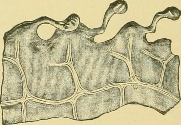 An illustration from The microscopy of vegetable foods, 1906, leaf 501
