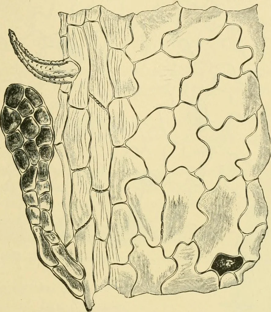 An illustration from The microscopy of vegetable foods, 1906, leaf 502