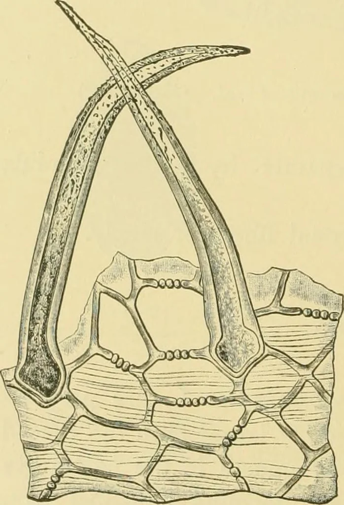 An illustration from The microscopy of vegetable foods, 1906, leaf 503