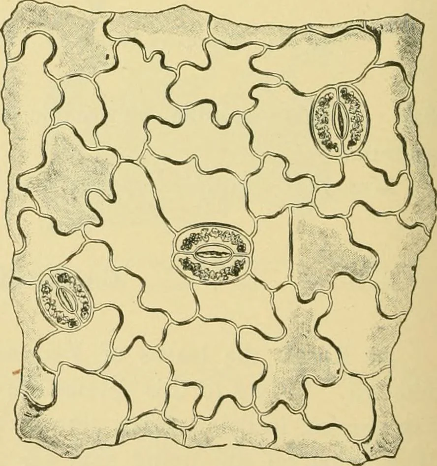 An illustration from The microscopy of vegetable foods, 1906, leaf 503