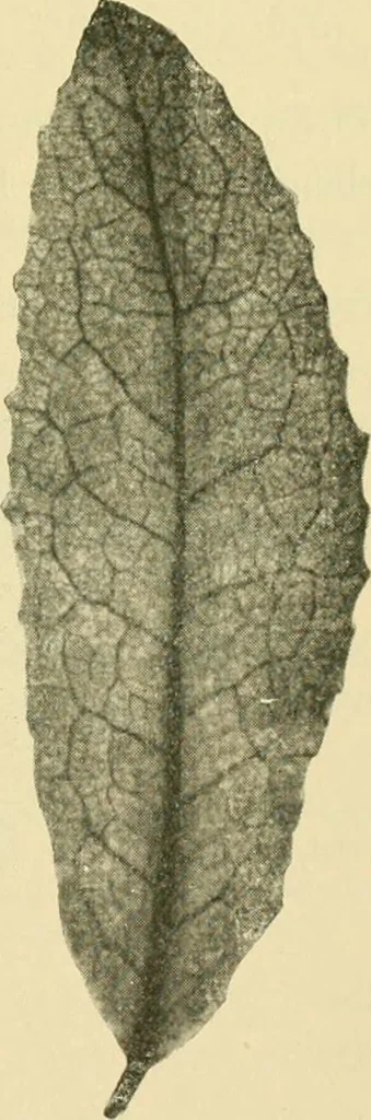An illustration from The microscopy of vegetable foods, 1906, leaf 504