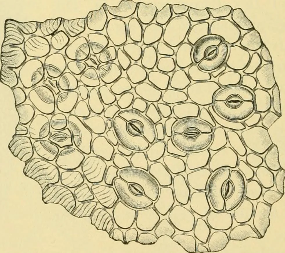 An illustration from The microscopy of vegetable foods, 1906, leaf 505