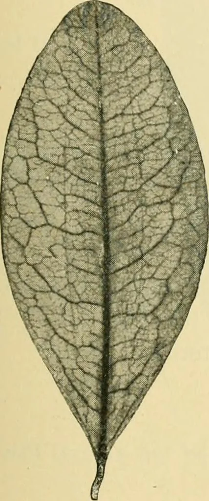 An illustration from The microscopy of vegetable foods, 1906, leaf 506