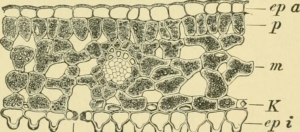 An illustration from The microscopy of vegetable foods, 1906, leaf 506