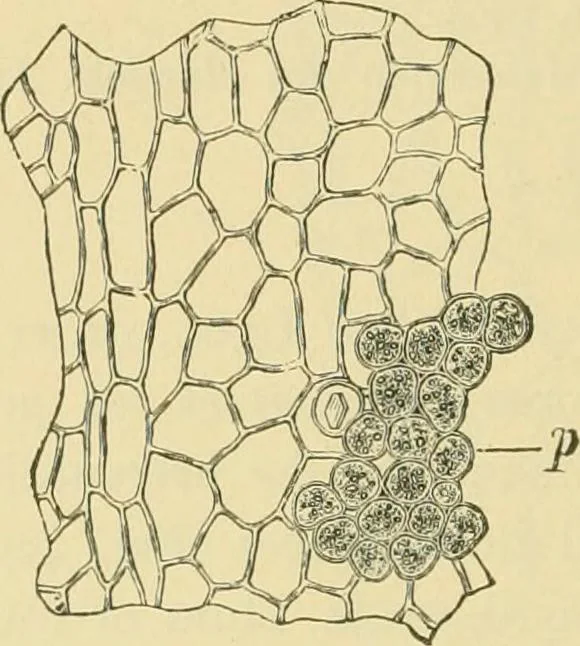 An illustration from The microscopy of vegetable foods, 1906, leaf 507