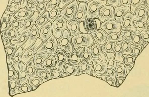An illustration from The microscopy of vegetable foods, 1906, leaf 507