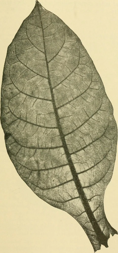 An illustration from The microscopy of vegetable foods, 1906, leaf 508