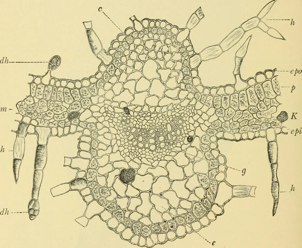 An illustration from The microscopy of vegetable foods, 1906, leaf 509