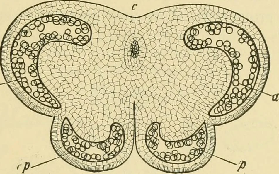 An illustration from The microscopy of vegetable foods, 1906, leaf 52
