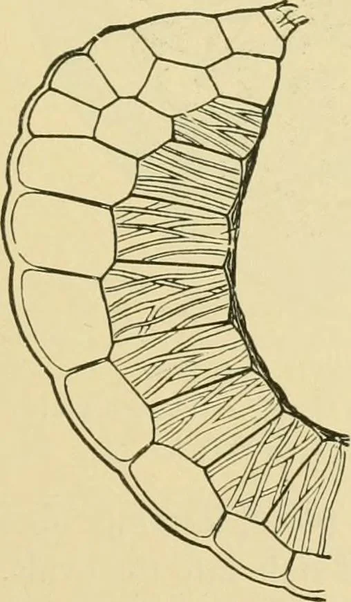 An illustration from The microscopy of vegetable foods, 1906, leaf 52