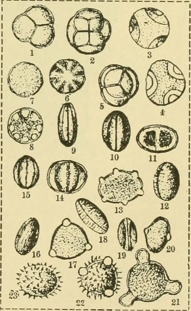 An illustration from The microscopy of vegetable foods, 1906, leaf 52