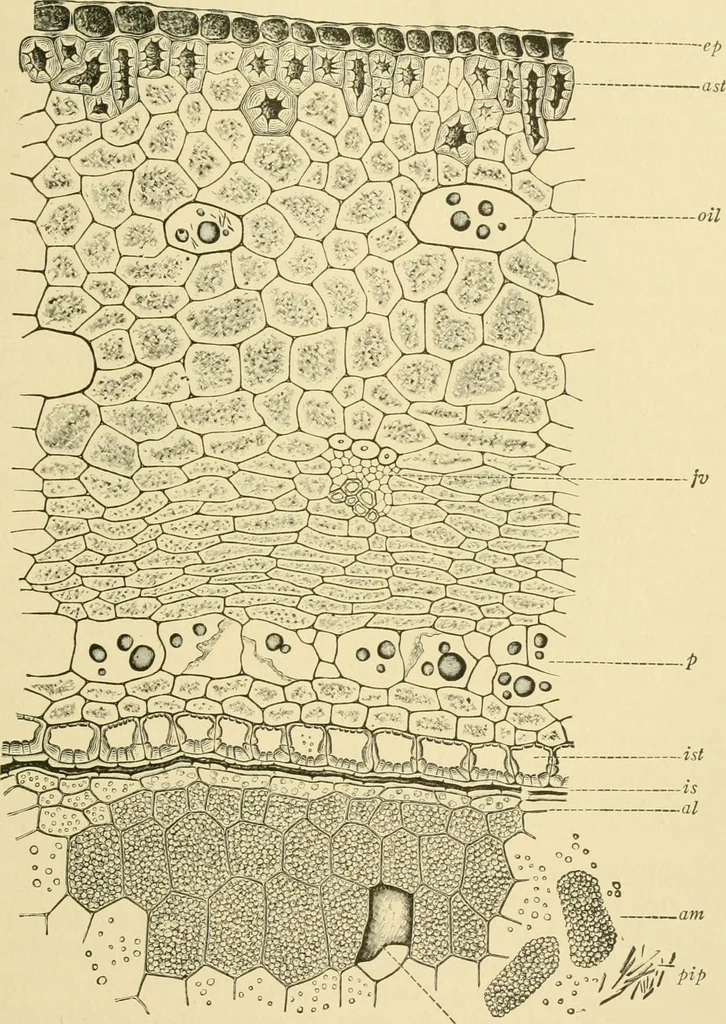 An illustration from The microscopy of vegetable foods, 1906, leaf 526