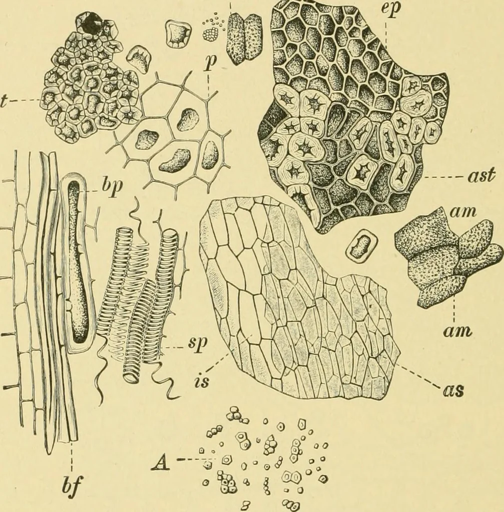 An illustration from The microscopy of vegetable foods, 1906, leaf 527