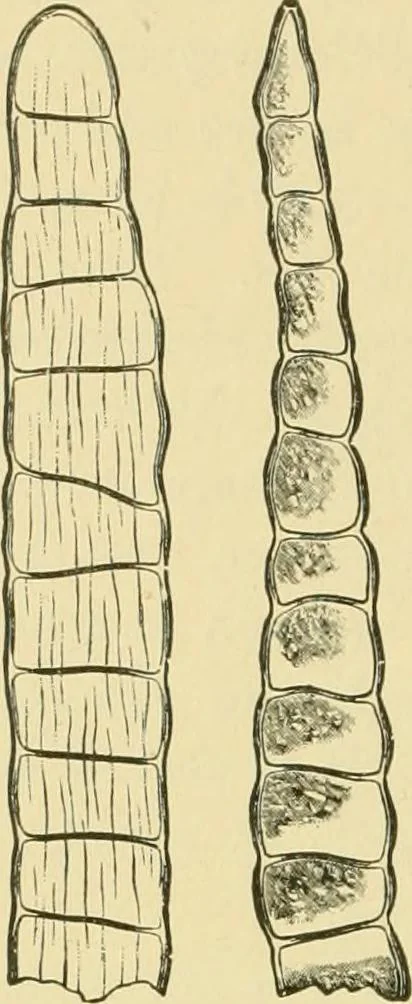An illustration from The microscopy of vegetable foods, 1906, leaf 529