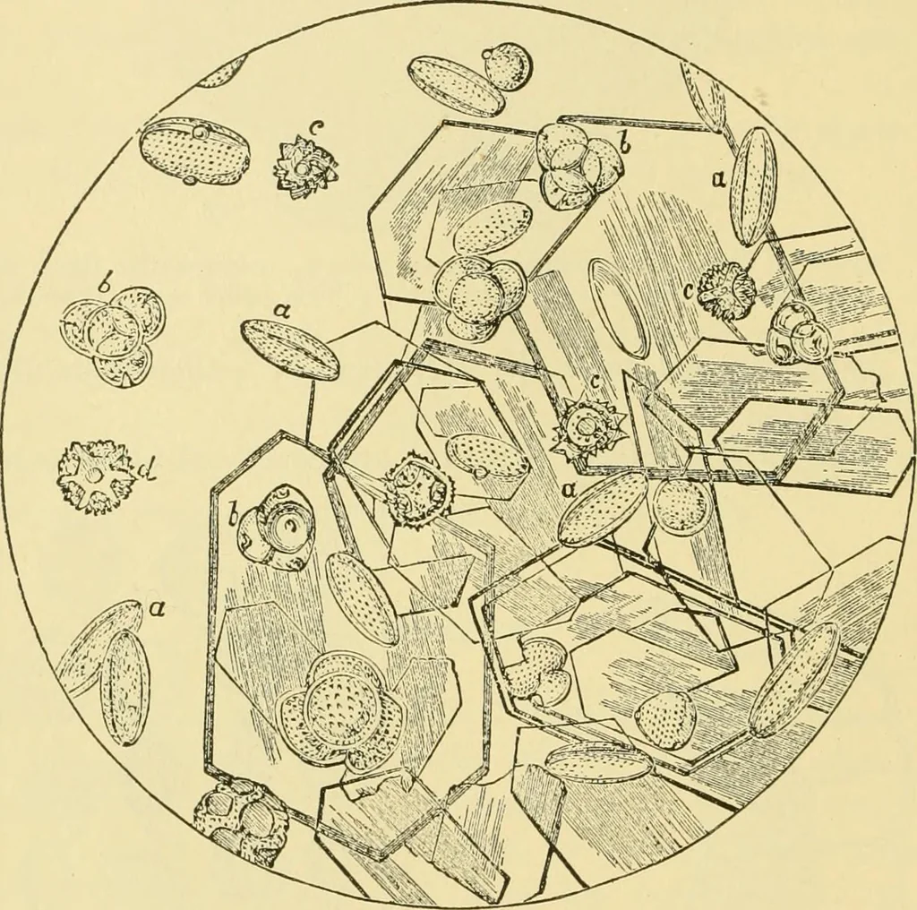 An illustration from The microscopy of vegetable foods, 1906, leaf 53