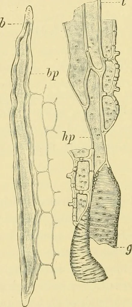An illustration from The microscopy of vegetable foods, 1906, leaf 537
