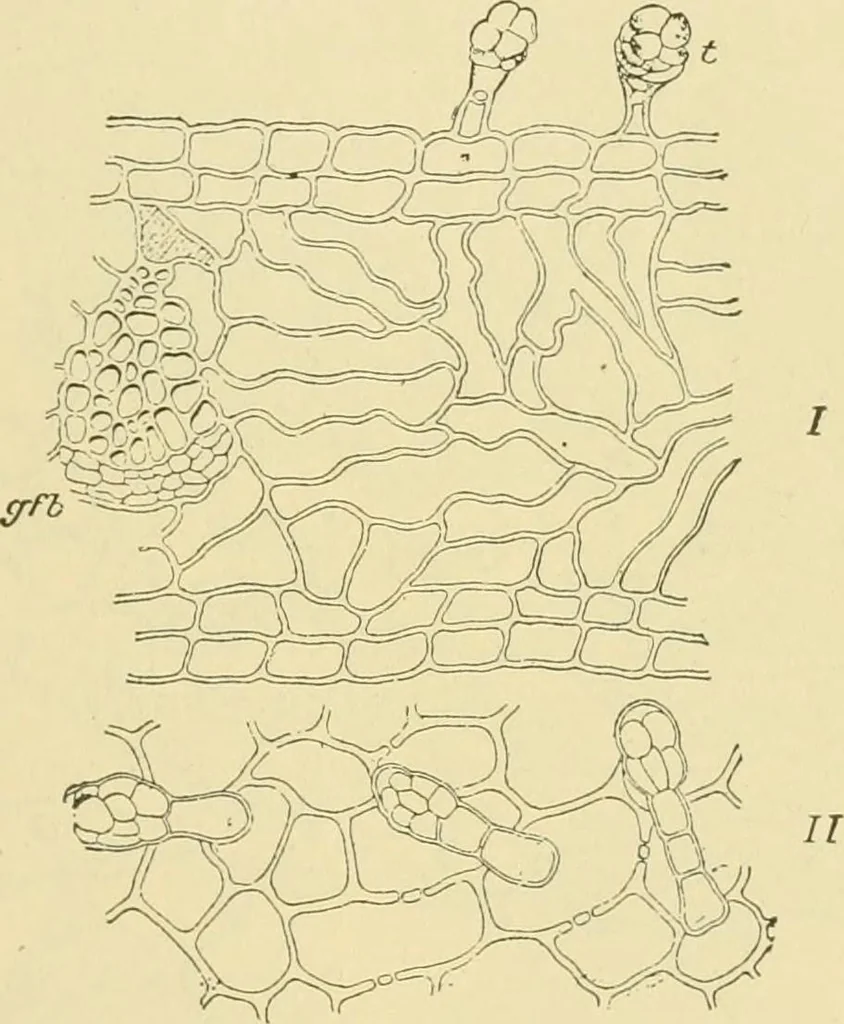An illustration from The microscopy of vegetable foods, 1906, leaf 538