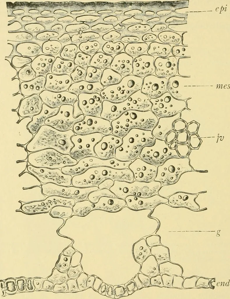 An illustration from The microscopy of vegetable foods, 1906, leaf 539