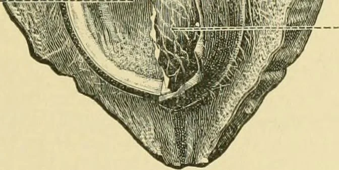 An illustration from The microscopy of vegetable foods, 1906, leaf 54