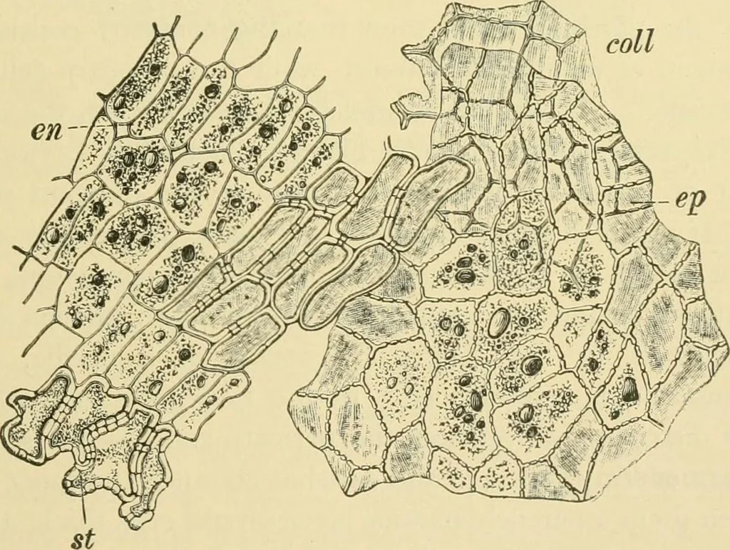 An illustration from The microscopy of vegetable foods, 1906, leaf 540