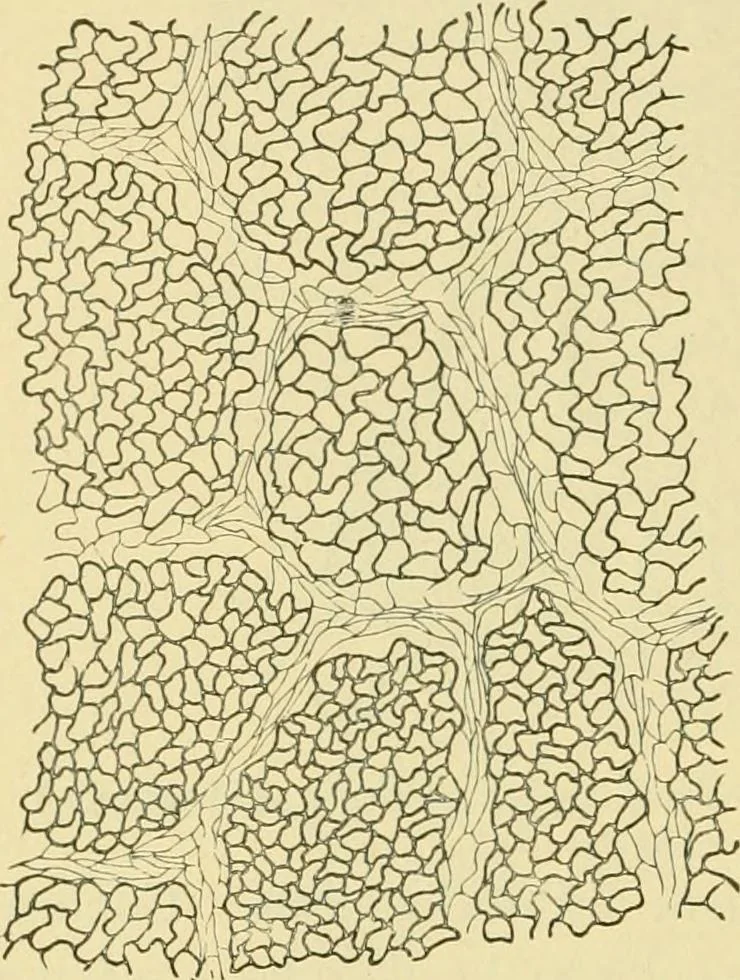 An illustration from The microscopy of vegetable foods, 1906, leaf 541