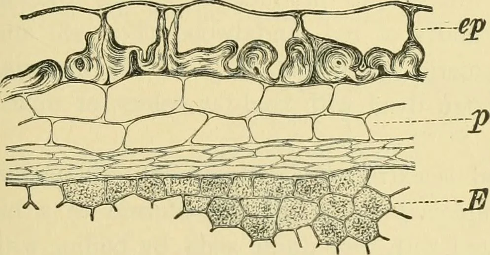 An illustration from The microscopy of vegetable foods, 1906, leaf 542