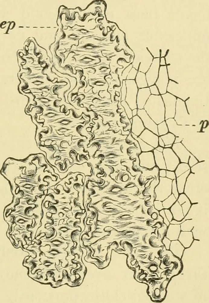 An illustration from The microscopy of vegetable foods, 1906, leaf 542